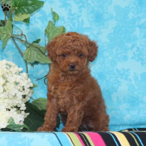 Olivia, Toy Poodle Puppy